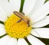 Oedemera podagrariae